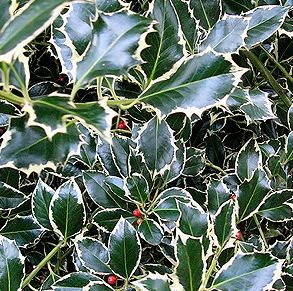 Ilex