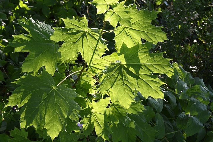 vine leaves