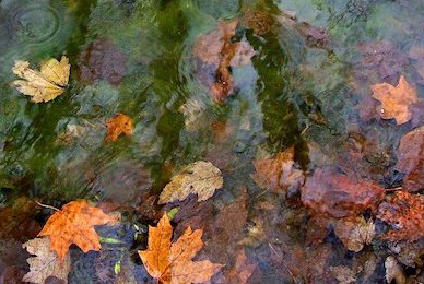 autumn pond