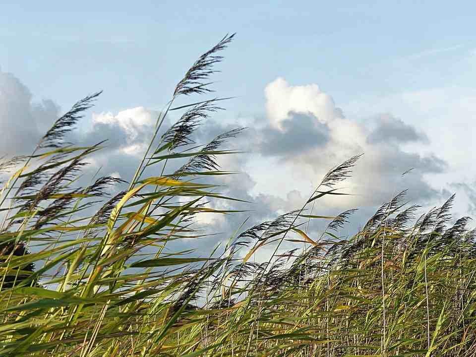 Gras in wind